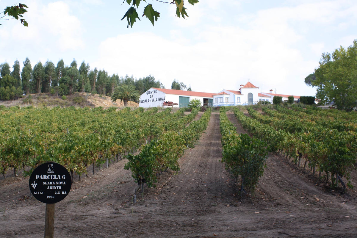Vinhas da Quinta da Vassala, em Alenquer, com a Serra de Montejunto ao fundo.