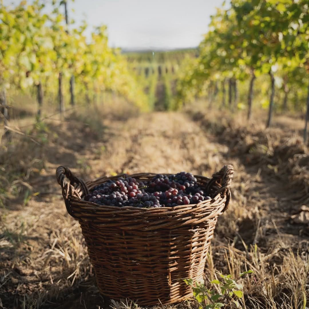 Cesto com uvas vindimadas entre as linhas de vinha da Quinta da Vassala, em Alenquer.